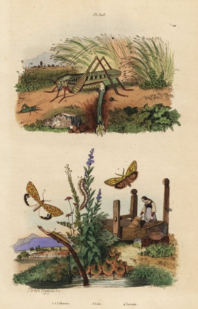 Samice saranče bradavičnaté snášející vajíčka, Decticus verrucivorus 4, lokne opeřený, Spiris striata 1, a opice karmínově skvrnitá, Utetheisa pulchella 2, a Lixus paraplecticus brouk 3. Lithosies, lixe, saranče od Unbekannt