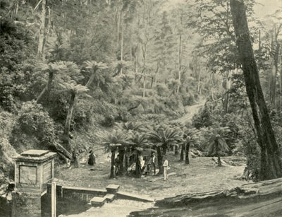 Fern Tree Bower and Track, Mount Wellington, 1901. od Unbekannt