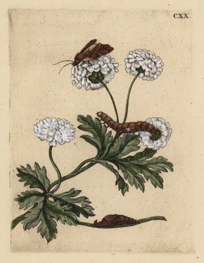 Feverfew, Tanacetum parthenium, s molem, housenkou a kuklou, CXX od Unbekannt