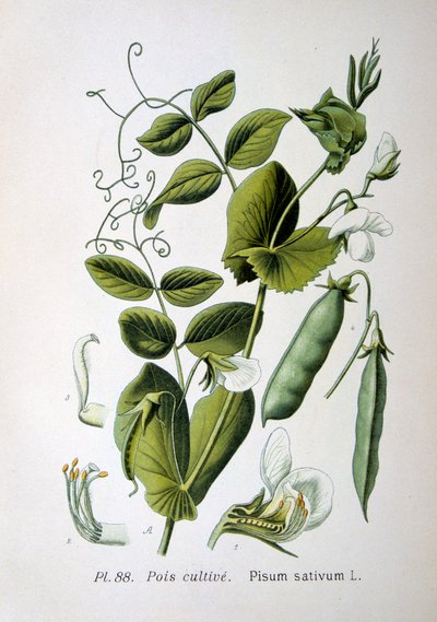 Hrách polní a zahradní, 1893 od Unbekannt