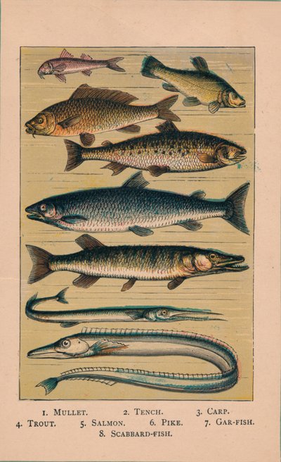 Ryby, 1907, 1907 od Unbekannt