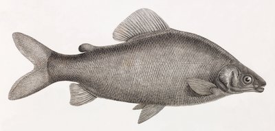 Ryby: Le Characin Nefasch od Unbekannt