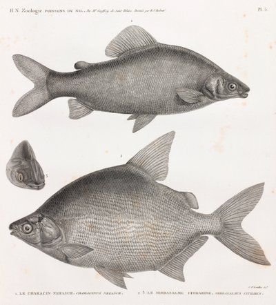 Ryby: Characin Nefasch & Serrasalme Citharine od Unbekannt