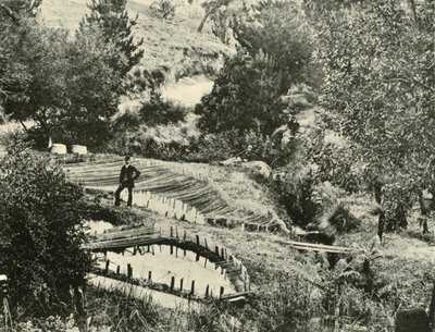 Rybníky, Ercildoune, poblíž Ballarat, 1901. od Unbekannt