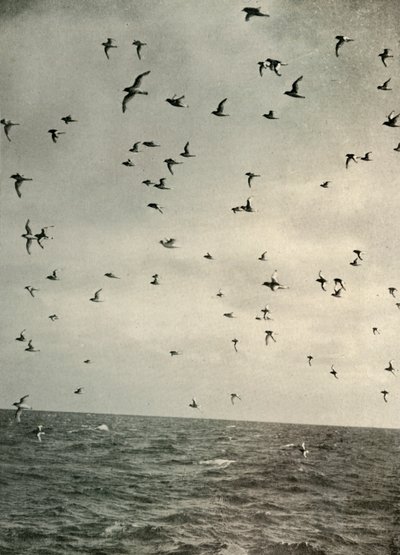 Let Antarctic Petrels, c1908, 1909. od Unbekannt