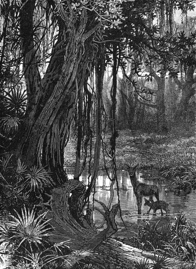 Florida Everglades, USA, c1885 od Unbekannt