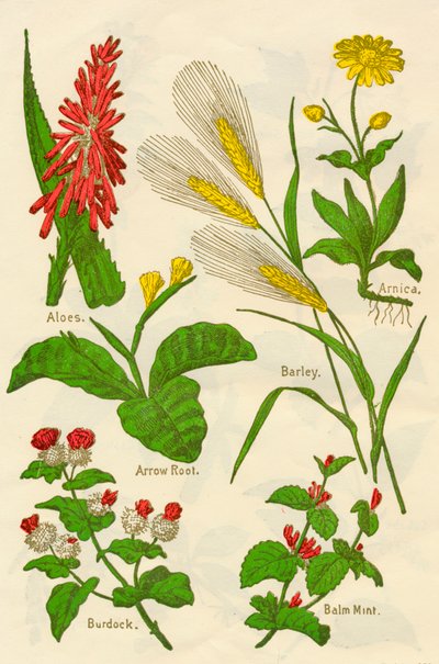 Květiny: aloe, arnika, šípkový kořen, ječmen, máta balzámová, lopuch, c1940. od Unbekannt