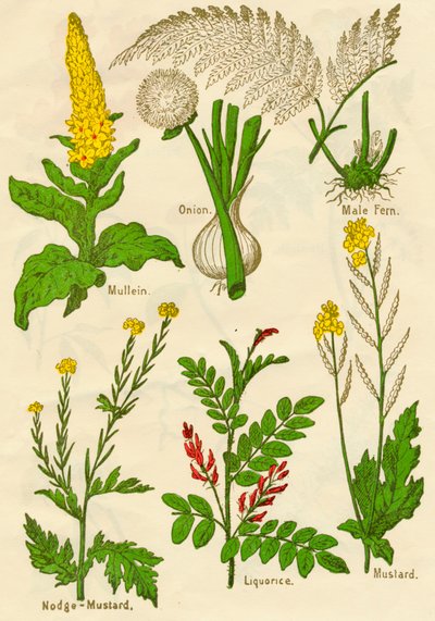 Květiny: Divizna, Cibule, Kapradina Samčí, Hořčice Nodge-Mustard, Lékořice, Hořčice, c1940 od Unbekannt