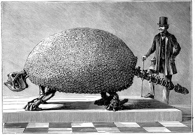 Fosílie obřího pásovce z Jižní Ameriky, c1890 od Unbekannt