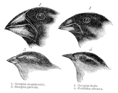 Čtyři nebo druhy pěnkav pozorované Darwinem na Galapágách od Unbekannt