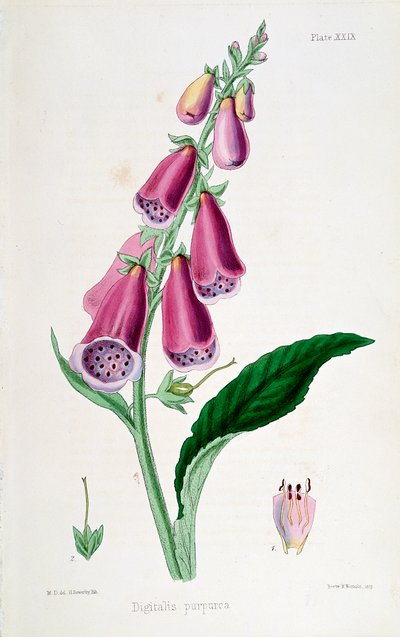 Náprstník Digitalis purpurea, 19. století. od Unbekannt