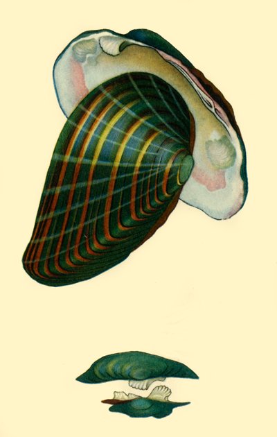 Sladkovodní mušle, 1801, 1946. od Unbekannt