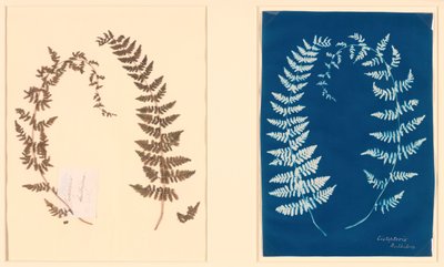 Z alba Hatton Fern, c. 1850. od Unbekannt