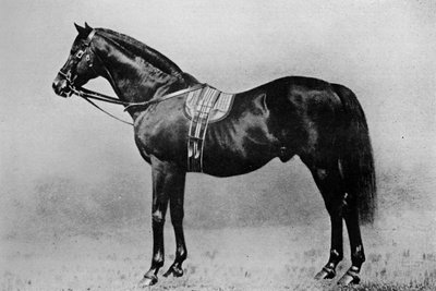 Galopin, 1872-1899, 1911 od Unbekannt