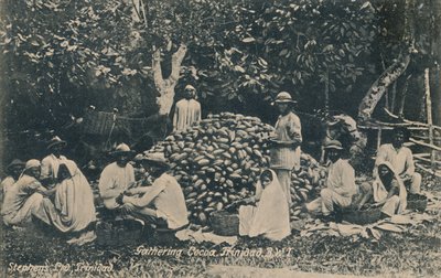 Gathering Cocoa, Trinidad, B.W.I., začátek 20. století. od Unbekannt
