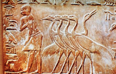 Husy, nástěnný reliéf z hrobky Ptahhotepa, Sakkára, Egypt, 24. století před naším letopočtem od Unbekannt