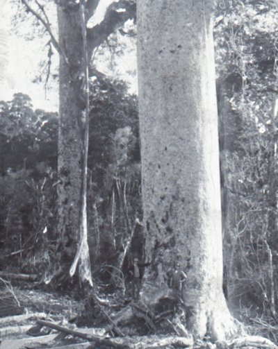 Obří strom Kauri, konec 19. a začátek 20. století. od Unbekannt