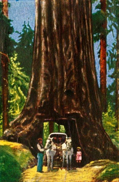 Giant Redwood v Kalifornii, c1928. od Unbekannt