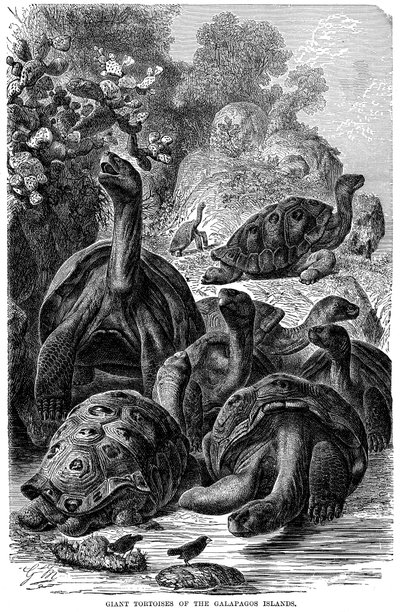 Obří želvy z Galapág, které pozoroval Darwin v roce 1894 od Unbekannt