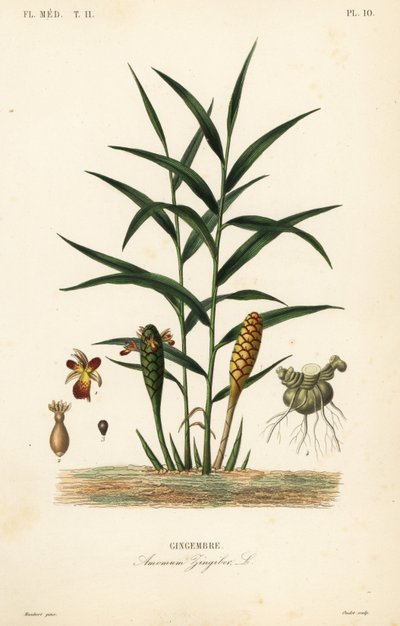 Zázvor nebo kořen zázvoru, Zingiber officinale, Amomum zingiber, Gingembre od Unbekannt