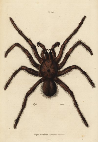 Pavouk ptákožrout Goliáš, Theraphosa blondi od Unbekannt