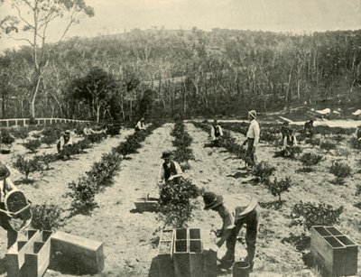 Angreštová farma, Glenbrook, 1901. od Unbekannt