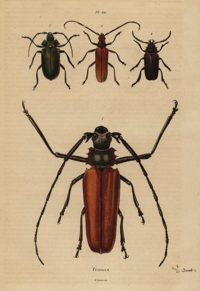 Tesařík velký, Enoplocerus armillatus 1, Aegosoma scabricorne 2, Pyrodes nitidus 3 a Prionus desmaretii 4 od Unbekannt