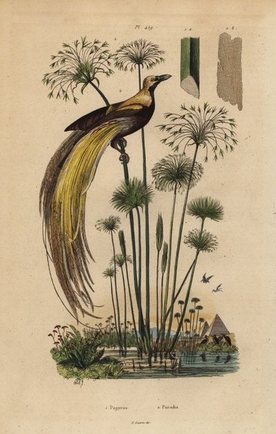 Rájovník velký, Paradisaea apoda a papyrusová tráva, Cyperus papyrus od Unbekannt