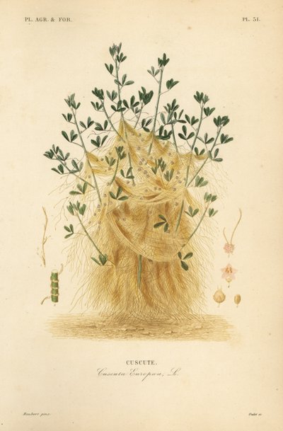 Dodder větší nebo dodder evropský, Cuscuta europaea, cucute od Unbekannt