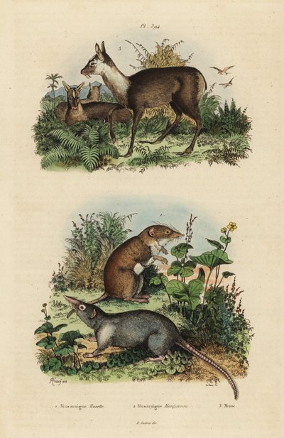 rejsek bělozubý, Crocidura russula 1, rejsek pižmový, Suncus murinus 2 a jelen pižmový, Moschus fuscus, ohrožený od Unbekannt