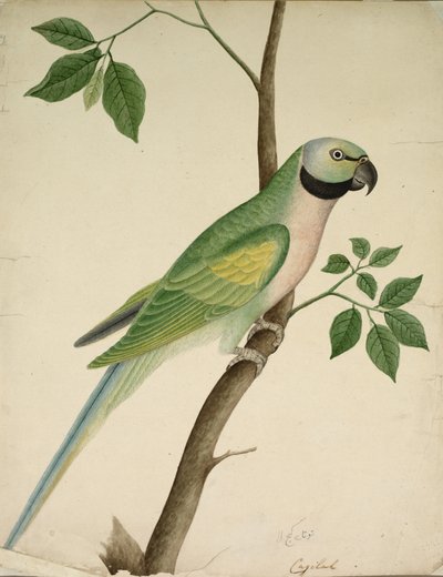 Papoušek zelený, c. 1820. od Unbekannt