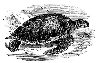 Zelená želva Chelone mydas, c1890 od Unbekannt