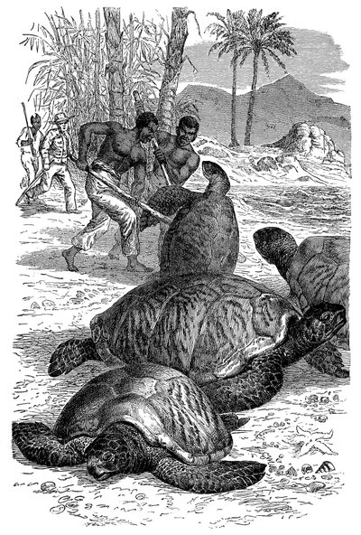 Zelená želva chycená lovci, 1884 od Unbekannt