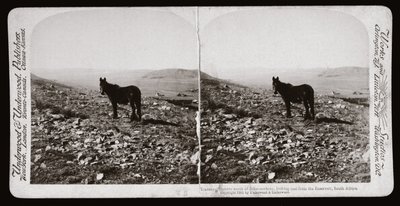 Búrská válka (Jižní Afrika od Unbekannt
