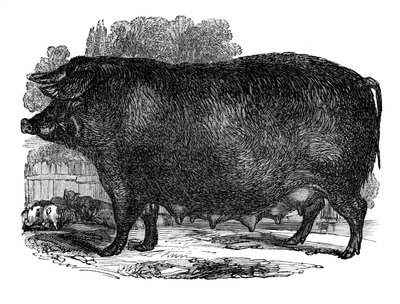 Hampshire sow, 1848 od Unbekannt