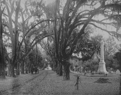 Hanging Moss on Live-Oak, Savannah, Georgia, c1897. od Unbekannt