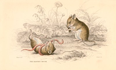 Sklizňová myš Micromys minutus ze Starého světa, 1828 od Unbekannt