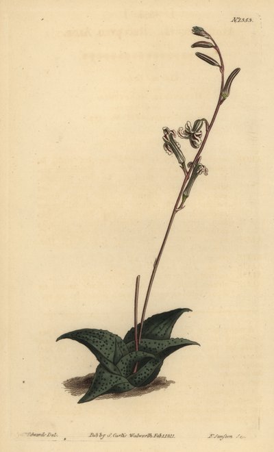 Haworthia venosa (recurved aloe, Aloe recurva) od Unbekannt