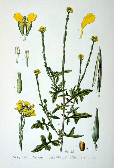 Živá hořčice, 1893 od Unbekannt