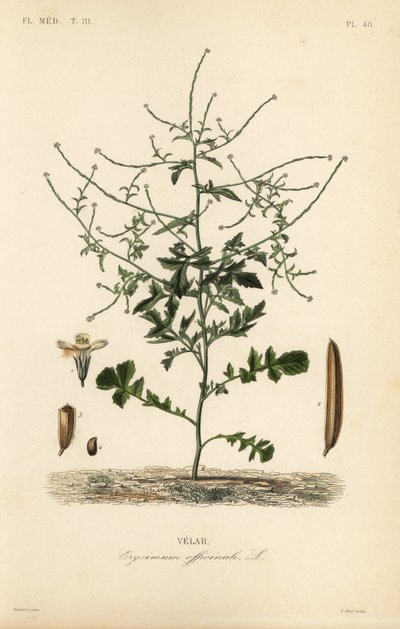 hořčice ze živého plotu, Sisymbrium officinale, Erysimum officinale, Velar od Unbekannt
