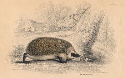 Ježek Erinaceus europeas, 1828 od Unbekannt