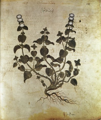 Byliny Máta peprná (rostlina de menthe), 6. stol od Unbekannt