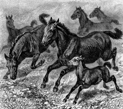 Stádo Tarpana, 1893 od Unbekannt