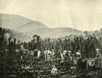 Sběr chmele v Tasmánii, 1901. od Unbekannt
