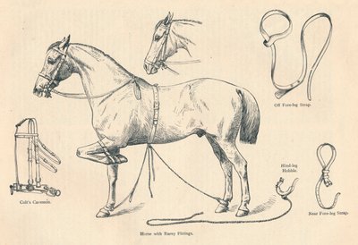 Kůň s kováním Rarey, c1905 c1910 od Unbekannt