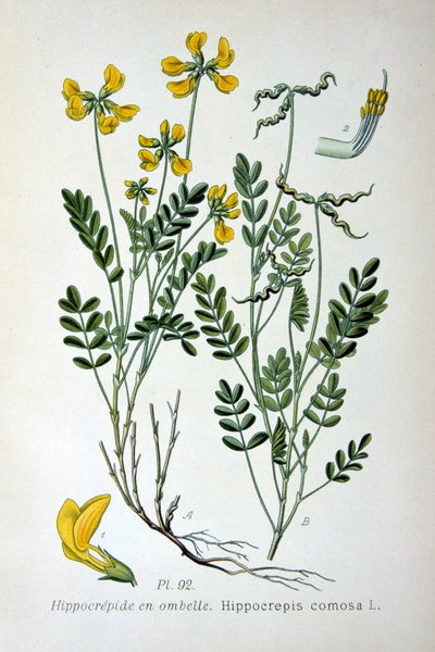 Podkova vikev, 1893 od Unbekannt