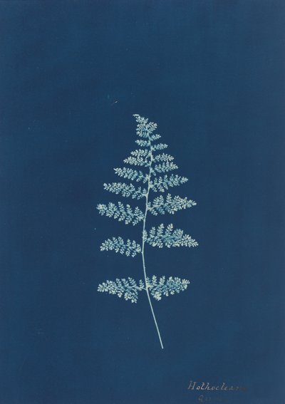 Hothocleana, c. 50. léta 19. století. od Unbekannt