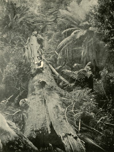 How Are The Mighty Fallen, 1901. od Unbekannt