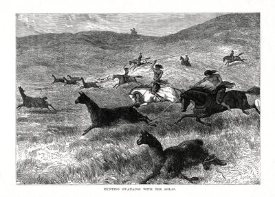 Lov na Guanacos s Bolas, Jižní Amerika, 1877 od Unbekannt