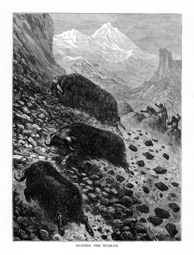Lov pižmoňa, 1877 od Unbekannt